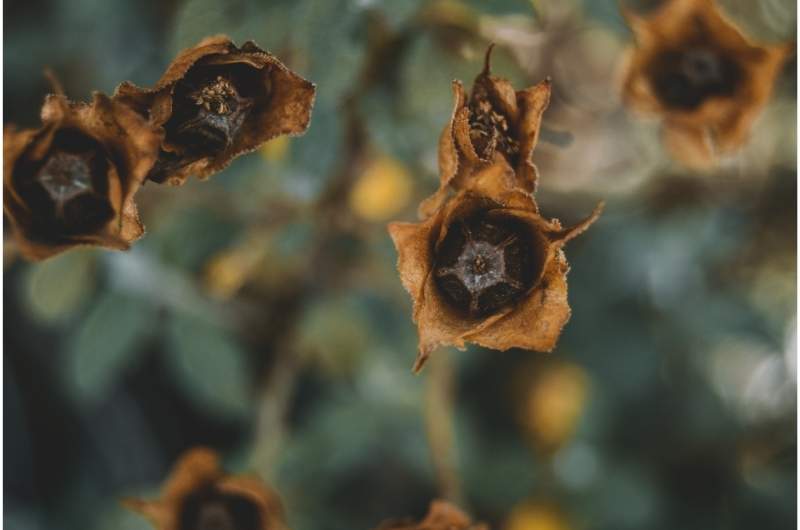 An image of flowers wilting, representing the ambiguous losses of trauma.